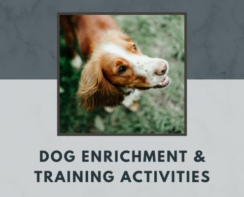 Dog Training and Enrichment Activities