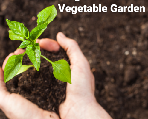 Vegetable Gardening