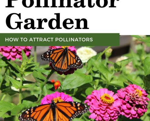 Pollinator Garden
