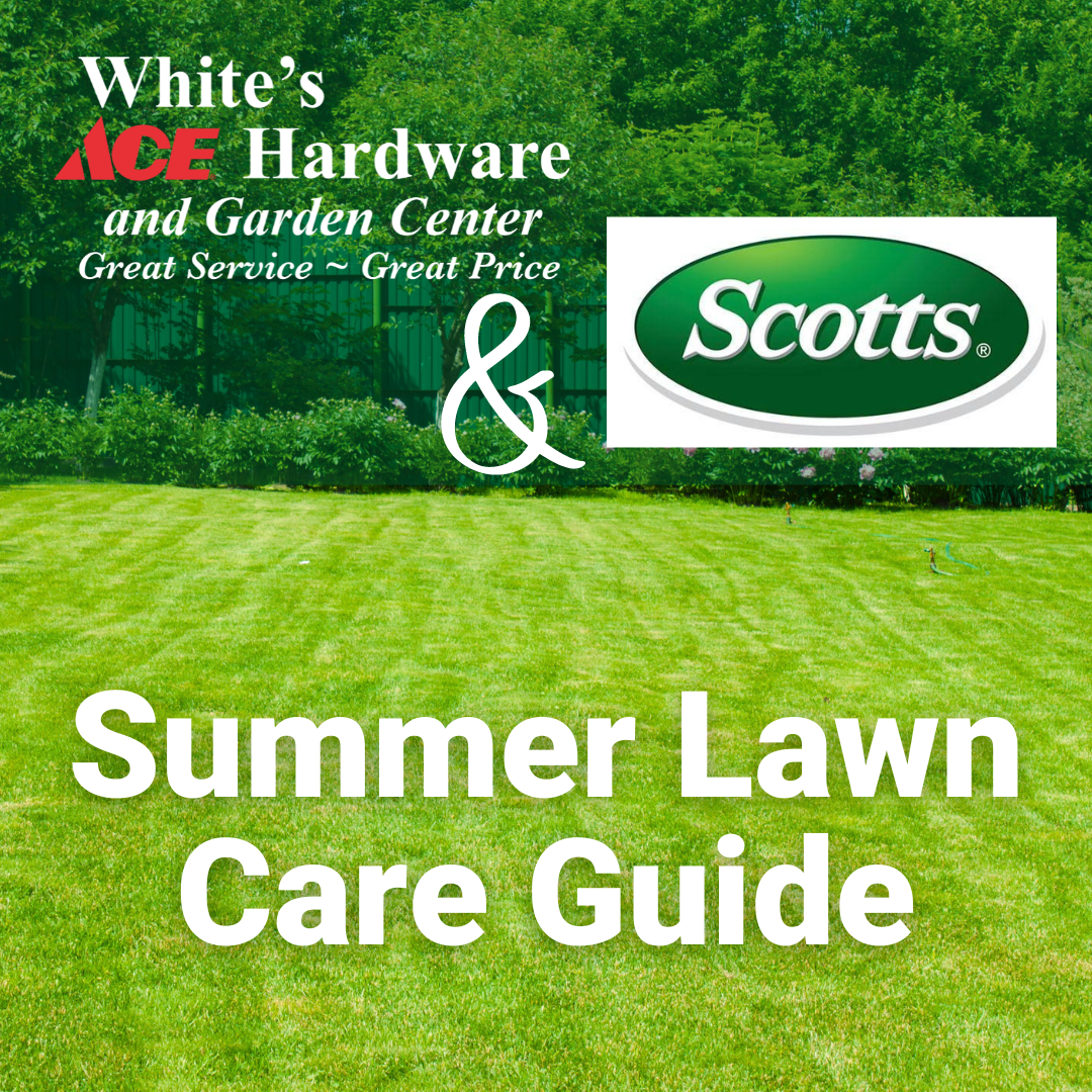 Summer Lawn Care