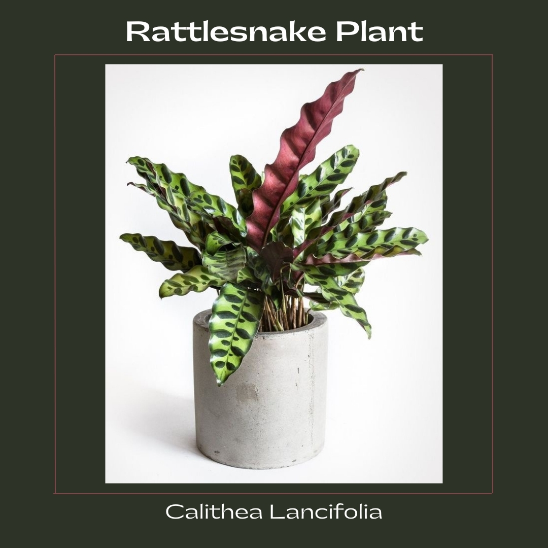 Marantaceae Rattlesnake Plant