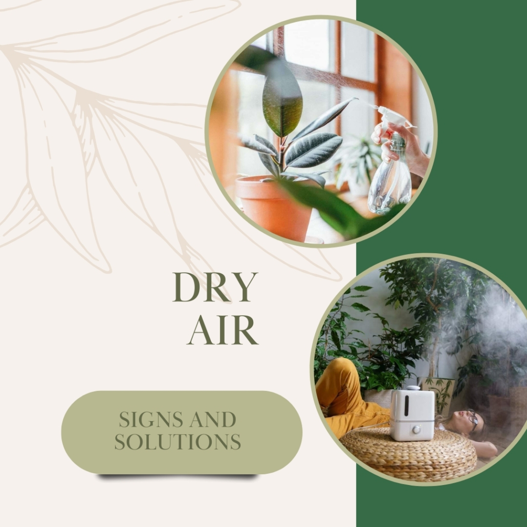 House Plant Care – Dry Air