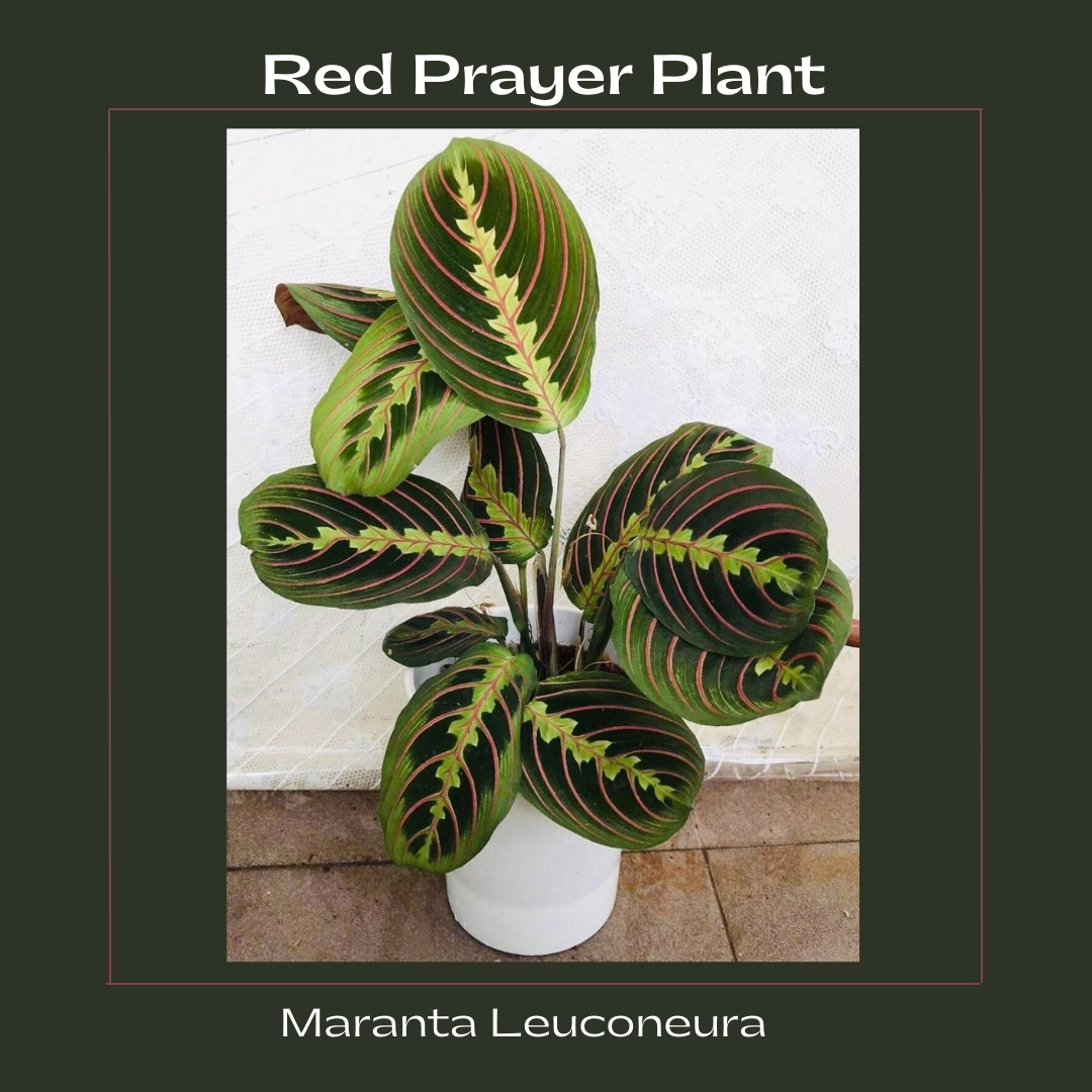 Marantaceae Red Prayer Plant