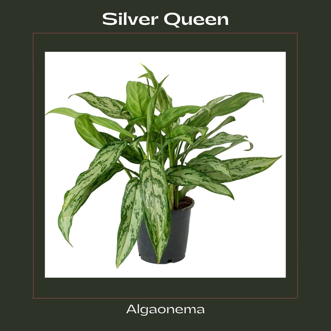 Silver Queen