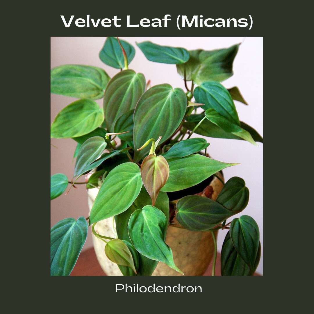 Philodendron Velvet Leaf