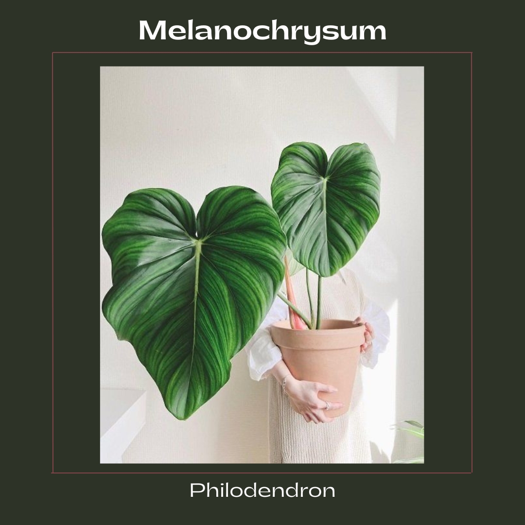 Philodendron Melanochysum