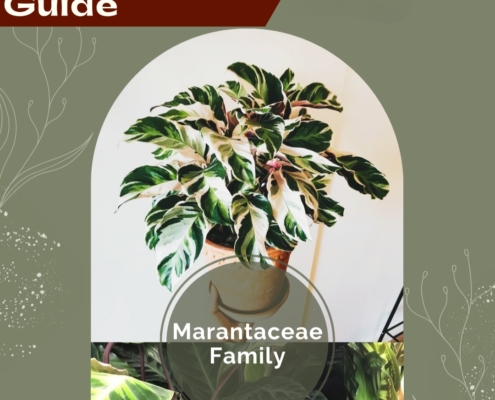 Marantaceae Plants