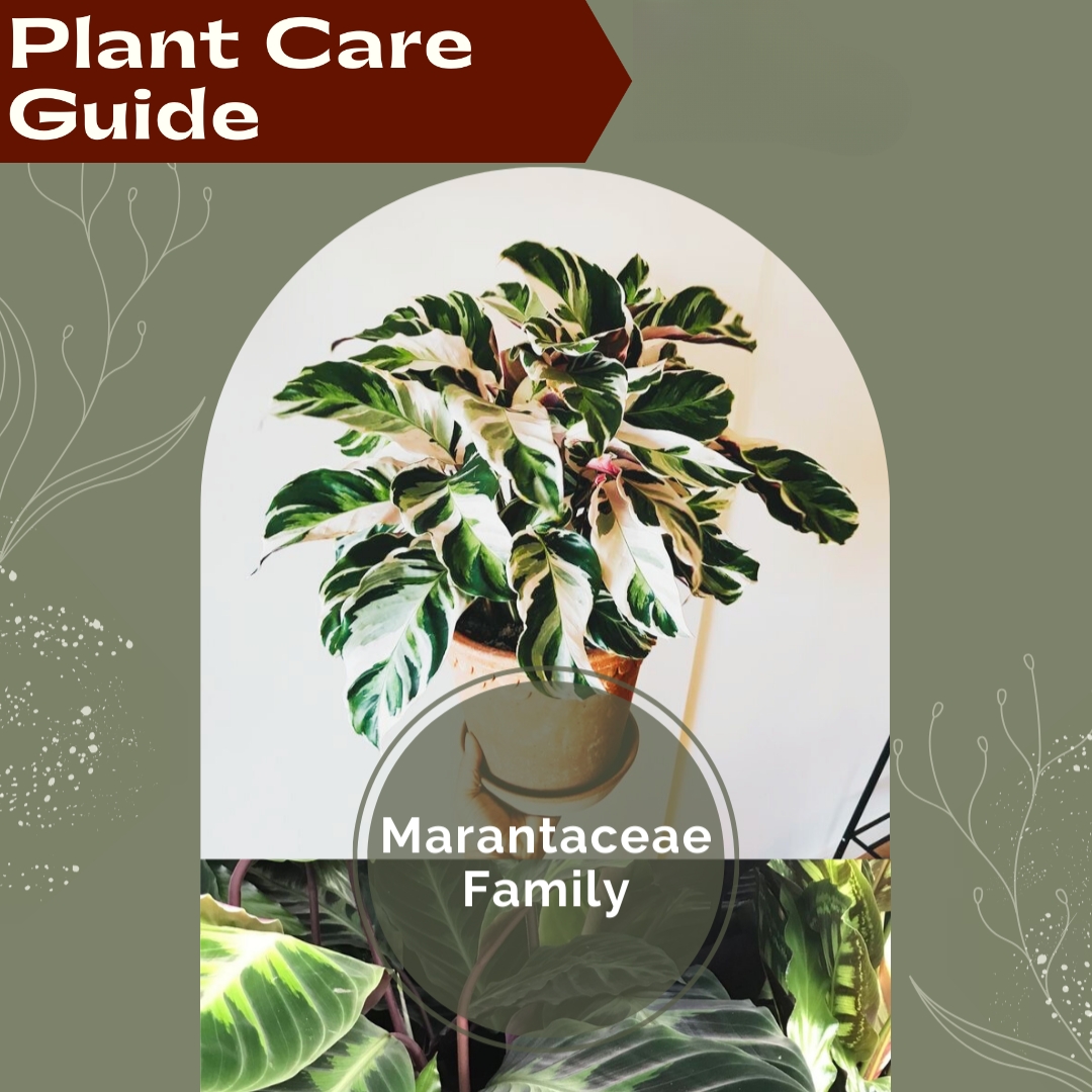 Indoor Plant Care 2