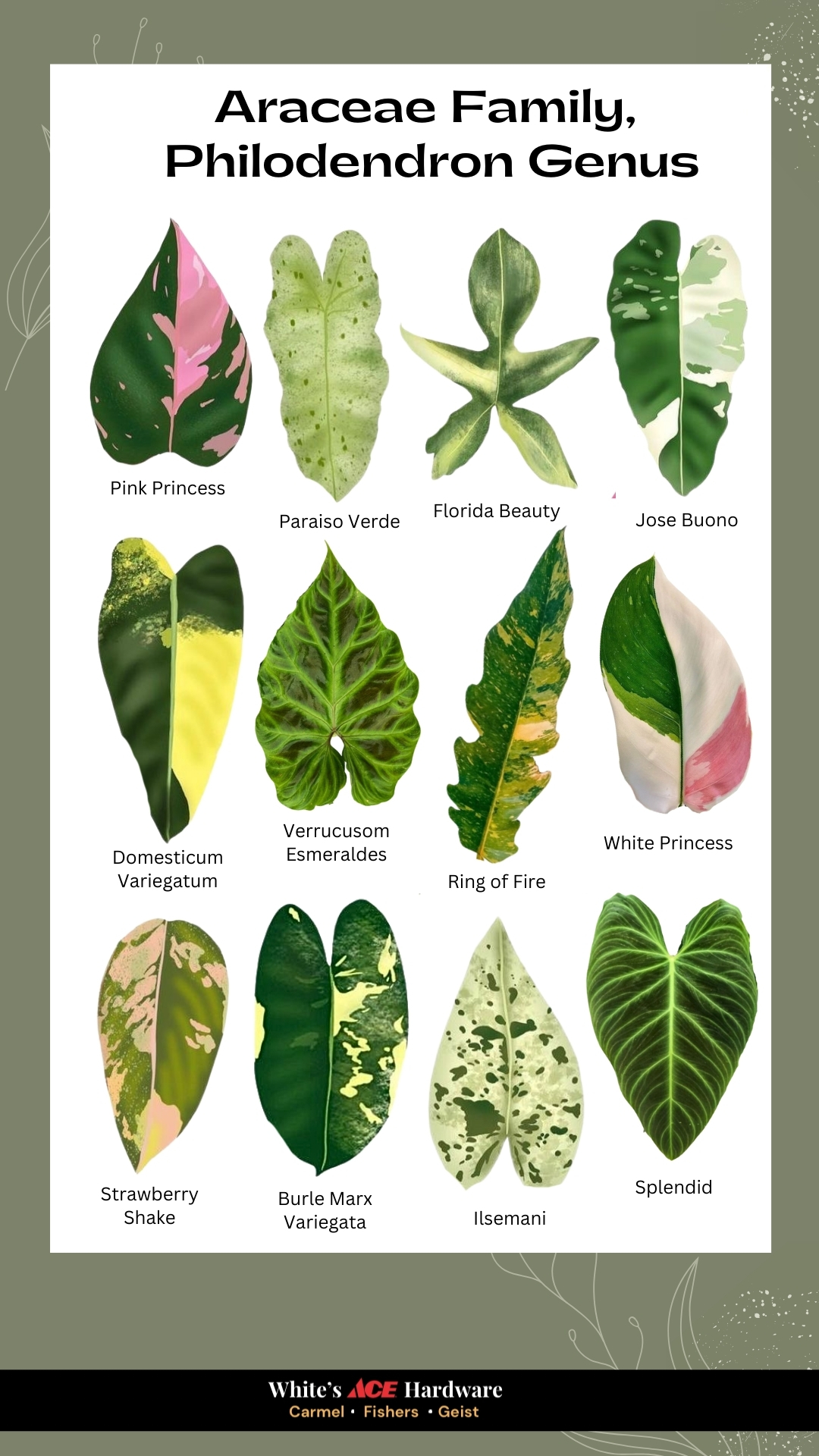 Philodendron Plant Care