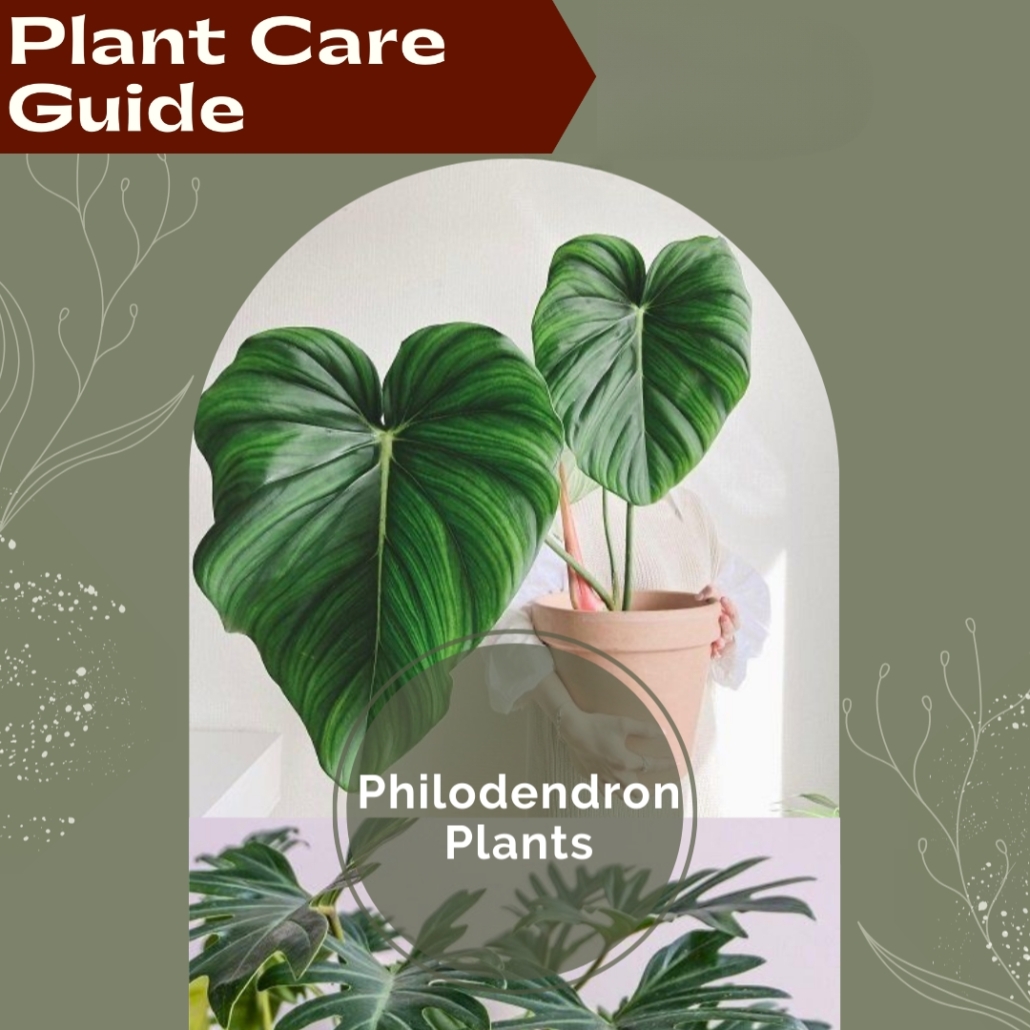 Indoor Plant Care 3