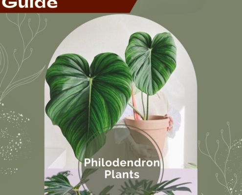 Philodendron Plant Care