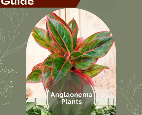 Anglaonema Plant Care