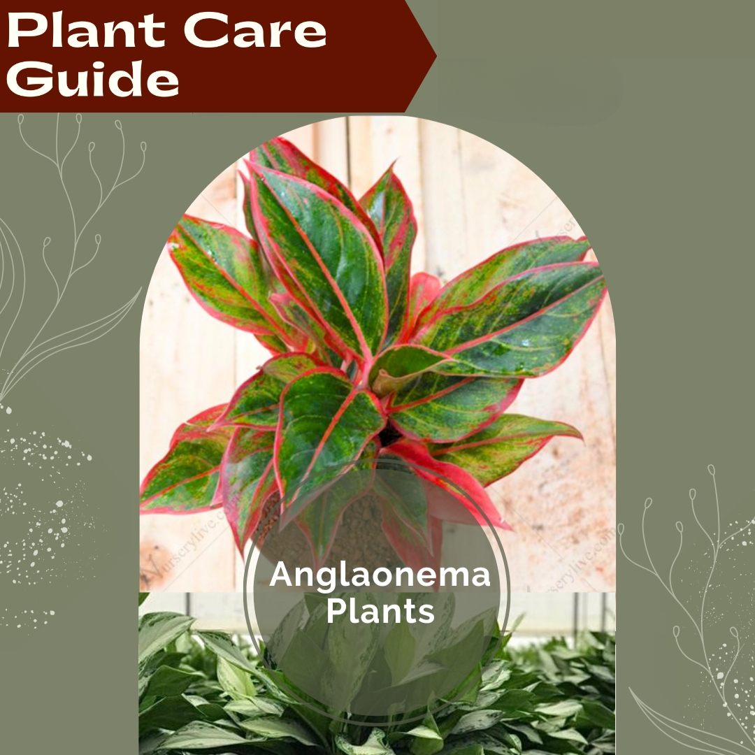 Indoor Plant Care