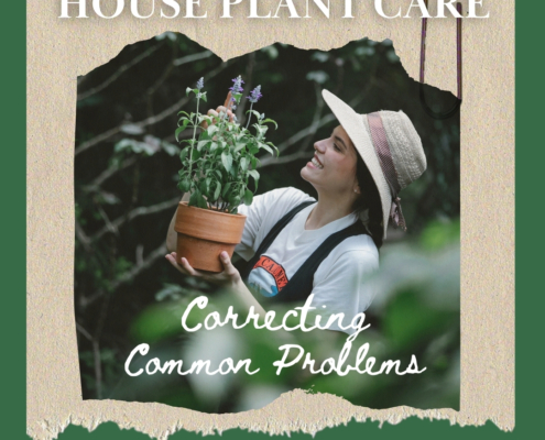 House Plant Care