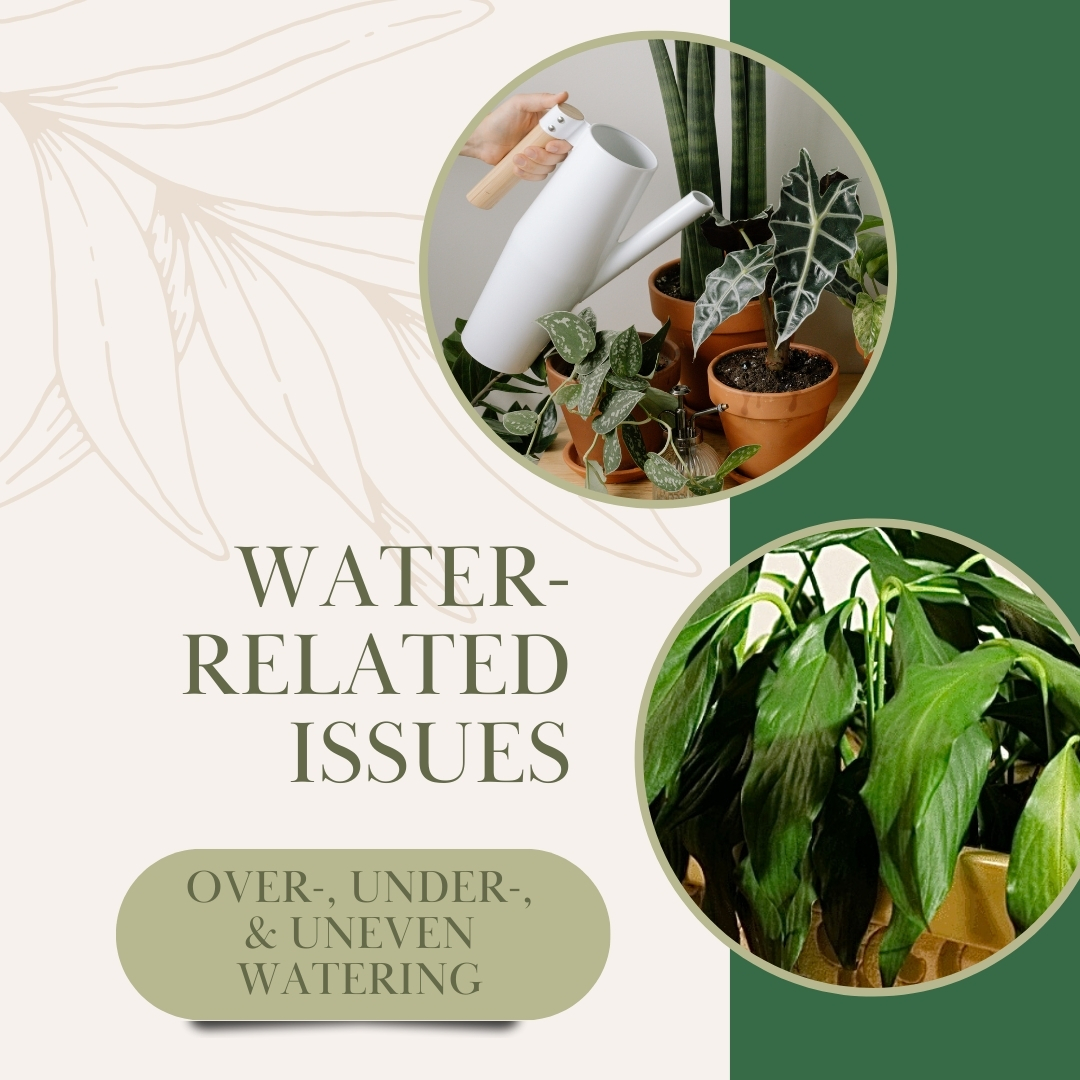 House Plant Care – Water Related Issues