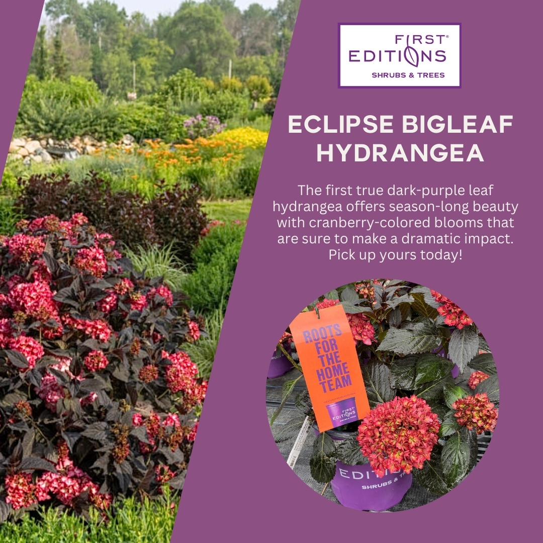 Eclipse Bigleaf Hydrangea