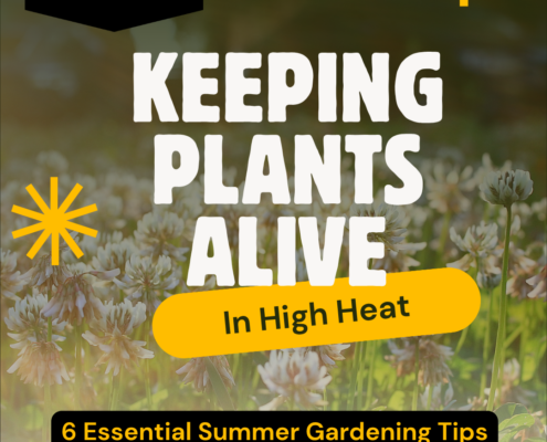 Keeping Plants alive in High Heat