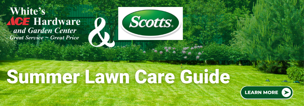 Summer Lawn Care Guide
