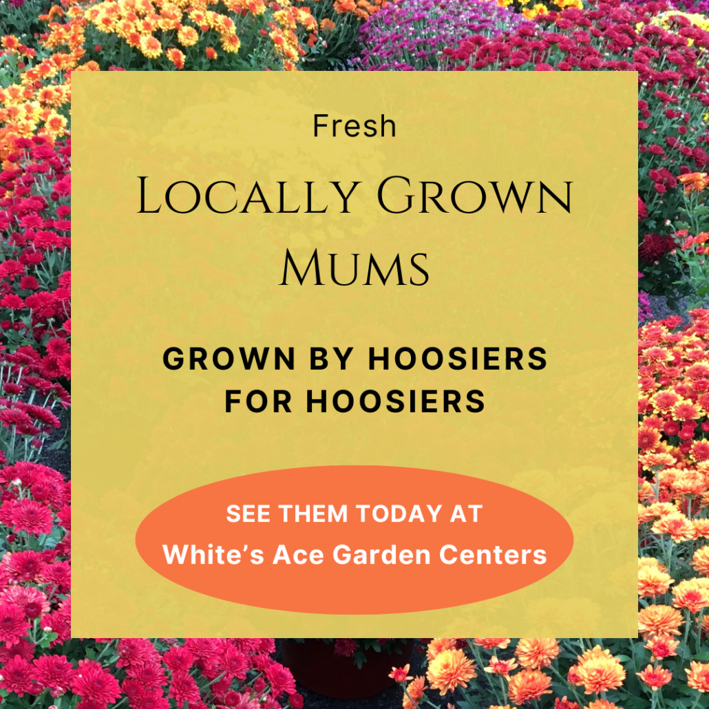 Locally grown mums