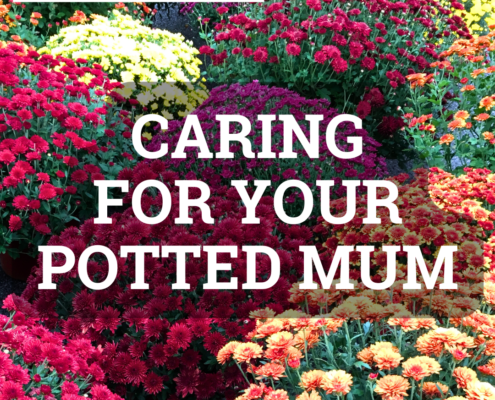 Caring for your potted Mum