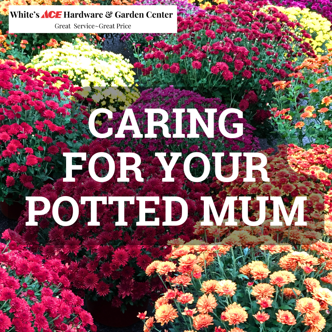Caring for Potted Mums