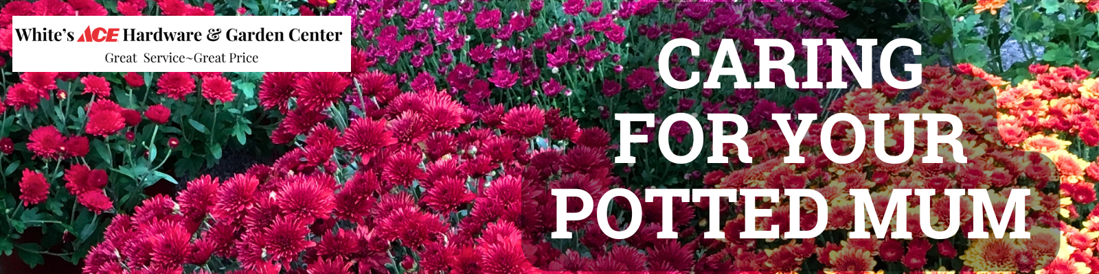 Caring for your potted Mum