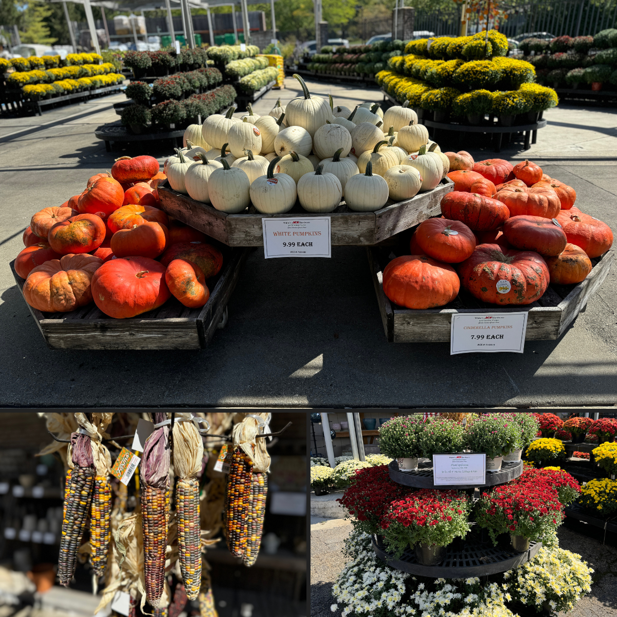 Pumpkins, Mums and Fall Decor