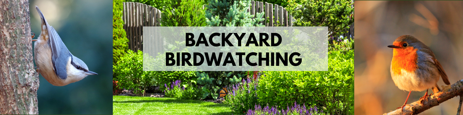 Backyard Birdwatching