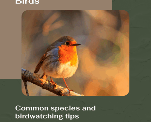 Indiana Birdwatching