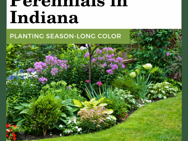 Growing Perennials in Indiana
