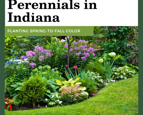 Easy to Grow Perennials in Indiana